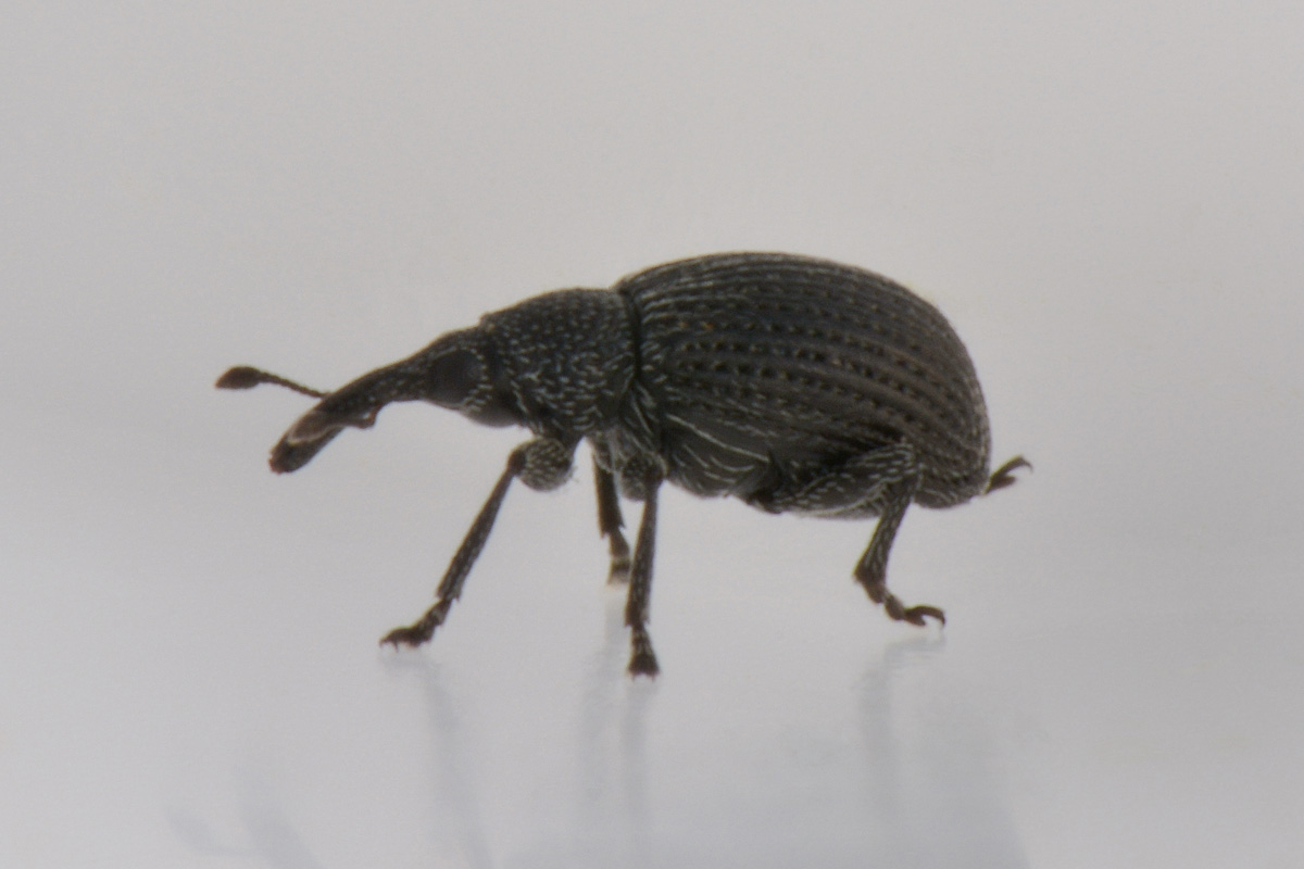 Apionidae:  Melanapion sp?  Sì, Melanapion minimum, femmina